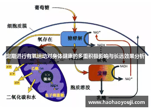 定期进行有氧运动对身体健康的多重积极影响与长远效果分析